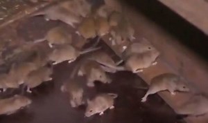 Australia: Farmers discuss growing plague of mice