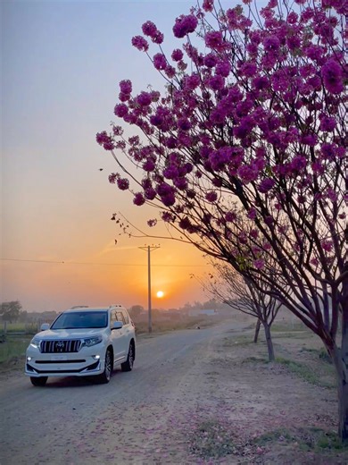 The Beauty of Nature in Bloom | Cinematic Blossom Trees 🌸 #BlossomTrees #NatureBeauty #CinematicNature #SpringVibes #PeacefulNature #NatureLovers #BeautifulNature #NatureCinematic blossom trees cinematic video beautiful blossom trees in spring cinematic nature blossom trees pink blossom trees nature video spring blossom trees cinematic view peaceful blossom trees scenery nature blooming trees video spring season blossom trees cinematic flowers and trees nature beautiful spring blossom landscape