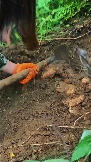 Hand-Digging Wild Mountain Yams in Rich Forest Soil 🍠⛏️✨