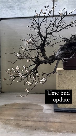 The Ume’s have woken up. Buds are getting fatter and will be peaking soon 🌸 Now is a good time to plan your springtime visit! https://pacificbonsaimuseum.org/visit/planyourvisit/ (link in Profile). Featured here: 1. Japanese apricot (Prunus mume); Original Artist: John Naka; Estimated number of years in training as a bonsai: ~50. 2. Flowering Plum (Prunus pissardii); Original artist: John Naka;l in training as a bonsai since: 1967. 3. Flowering Plum (Prunus x blireiana ‘Moseri’); Original artis