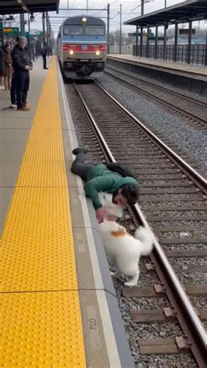 DOG TRAPPED ON TRAIN TRACKS — OWNER TOO LATE TO SAVE HIM 💔