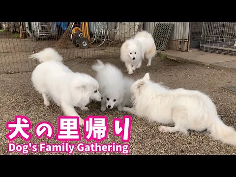 アライ畜犬牧場（栃木県）に里帰りした日本スピッツちぃ。(編集ver.) / Japanese Spitz Goes Back Home and Met Parents.