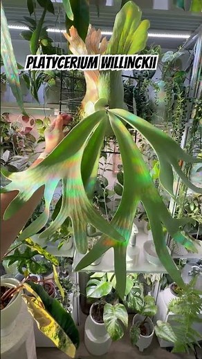 Amazing Platycerium willinckii from Seed Studio SF #platycerium