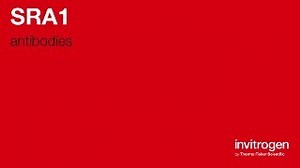 Anti-SRA1 Antibodies | Invitrogen