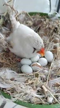 Amazing! Zebra Finch Mom Feeds 1-Day-Old Chick in Nest