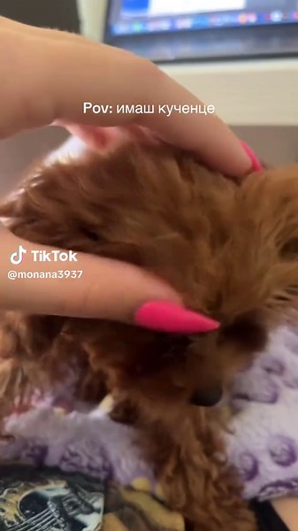 Understanding Your Puppy: Essential Care Tips