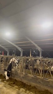 🔦 AGRILED® 3 Pro – Smart Lighting for Dairy Barns 🔦 Delivers 150–200 lux at floor level for optimal barn lighting. 🔦 Available with or without red night control light. 🔦 Red light allows night checks without disturbing resting cows. 🔦 Proven to increase milk yield by 8–9% on average. 🔦 Helps achieve a shorter calving interval. 🔦 Fully DALI-controlled for automatic lighting management. 🔦 Compatible with AGRIBOX Pro, Agrilight’s smart Light Management System. 🔦 Simulates natural sunrise a