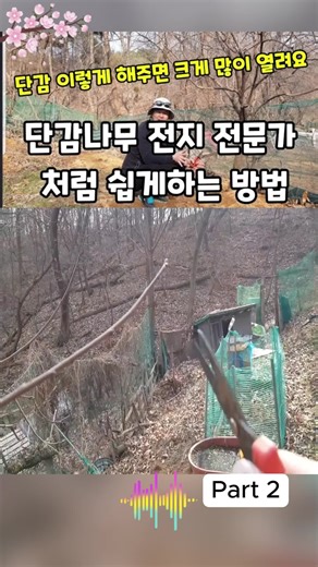 단감나무 전지하는 3가지 꿀팁