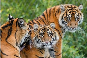 This is the UK’s top rated zoo on Tripadvisor – here’s 8 reasons to visit with your family this summer - Netmums
