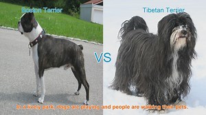 Boston Terrier vs. Tibetan Terrier: A Comparison of Beloved Dog Breeds