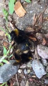 8.2K views · 196 reactions | Summer is a busy time for bumblebees ...