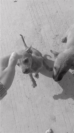 love you dog love you Bro 💯 vbnwn to #music #song #cover #wavve #mattyb #biblebuild #vibin #vpeepz