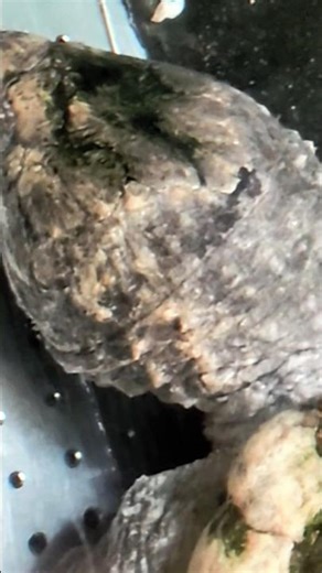 ｽﾅｯﾊﾟｰﾀｰﾄﾙワニガメ𓆉名前通りのｶﾐﾂｷｶﾞﾒ