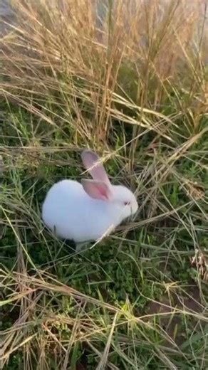The Cutest Bunny Moment You’ll See Today 🐰❤️