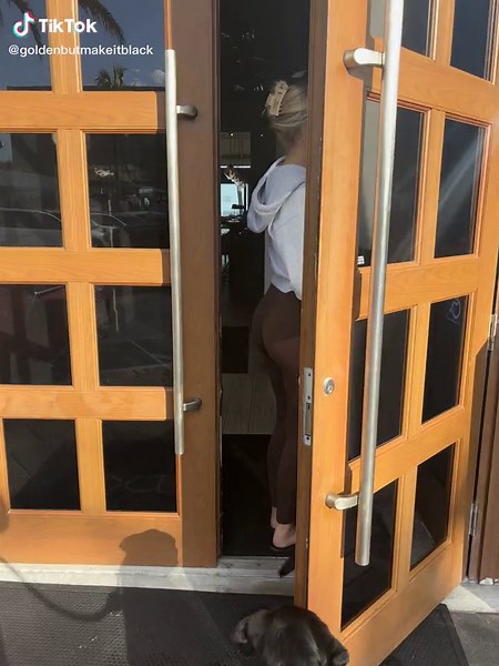 Golden Shepherd Breed Overview: Traits and Care