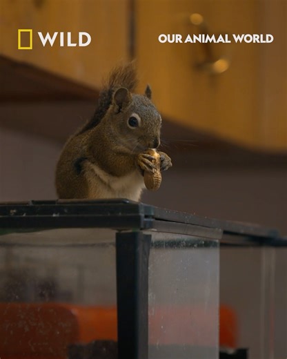 Get ready to celebrate World Animal Day with National Geographic WILD. This October, experience unforgettable stories of animal resilience, compassion, and veterinary heroism. From Alaska’s rugged terrain to the heart of rural America, witness inspiring tales of survival, healing, and unexpected surprises. Our Animal World begins Monday, 6th October from 7pm on National Geographic WILD UK | National Geographic UK