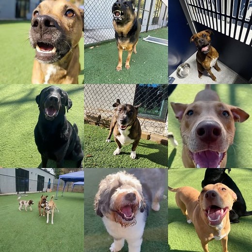 Animal People Dog Boarding & Day Care on Reels