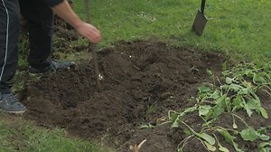 Using crowbar digging trench for natural fertilizer gardening | Premium Stock Video Footage
