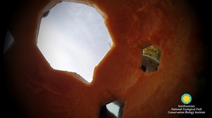 8K views · 436 reactions |  We hope your #WorldLemurDay celebrations were as spooktacular as ours! . . . Stink fights, tooth combs and toilet claws—these are just some of the many attributes that make lemurs so loveable! Learn more from primate keeper Lynne McMahan. ✏️ STORY: https://s.si.edu/3pNZMj4. | Smithsonian’s National Zoo and Conservation Biology Institute | Facebook