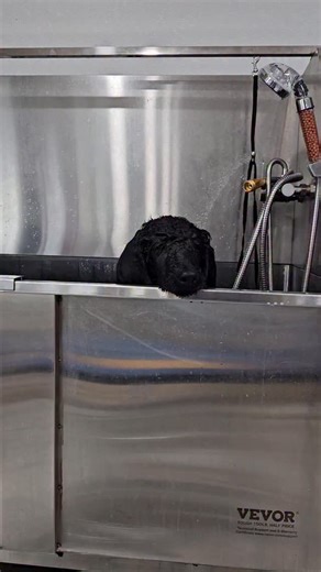 today's dramatic enactment award goes to Mage during puppy bathtime. #dog #poodle #dogtok #standardpoodle #doggrooming | Mimic and Co