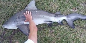 'Squiggly shark' with 'rare' deformity hooked in Florida