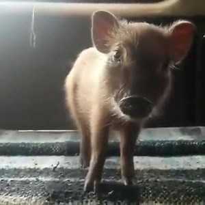 20K views · 1.2K reactions | Friends not food. This quite little piggy loves doing tricks, just like a family dog. Pigs are the fourth most intelligent animals on the planet, more intelligent than most dogs. Yet most pigs live their lives in horrific conditions and have their throats slit when they are just 6 months old. | Toronto Pig Save | Facebook