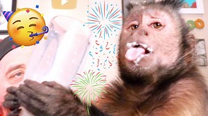 207K views · 10K reactions | HAPPY NEW YEAR! Watch this cute capuchin monkey have a New Years toast with his pet human Pete!  MonkeyBoo is excited for another year of making awesome videos and making people all over the world smile!  | MonkeyBoo | Facebook