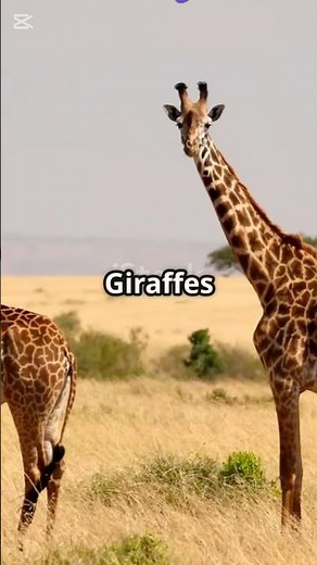 life of a giraffe: nature’s towering giants! #giraffe #facts #animals #worldgiraffeday