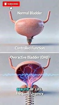 Normal Bladder vs Overactive Bladder | Urine Control Explained in 3D