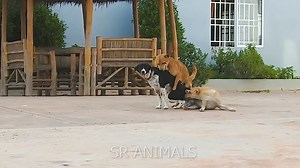 7K views · 37 reactions | Dog Breeding #reels #dog #viral #fb2024 #breeding #sexy #funny #comedy #usa #animals #dogsounds #dogeatfood #dogfood #dogtraining #dogshop #dogcut #dogbarking #dogbayxcatnap #dogdancingchinese #dogpitbull | Dog Love | Facebook