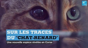 Une nouvelle espèce de félin vient d'être révélée en #Corse 🇫🇷 : il s'agit du "chat-renard", proche du chat domestique 🐈 | FRANCE 24