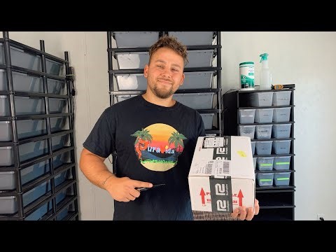 Ball Python Unboxing! (NEW genetics)