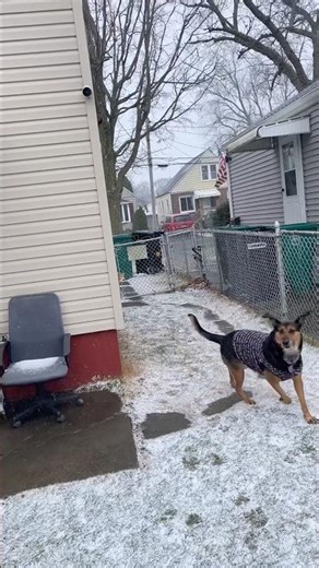 This dog first’s time hearing thunder 🥹