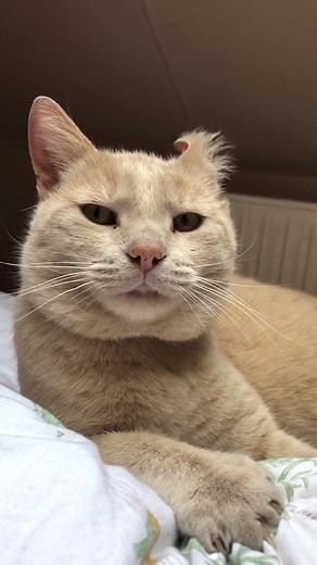 Funny Cat Error Compilation | Hilarious Cat Fails