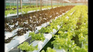 Hidroponik A–Z : Pengertian, Jenis & 4 Tips Memulainya - Kebun Pintar Blog