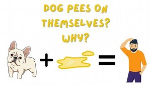 4 Common Reasons Your Dog Pees On Himself/Herself - Bulldogpapa