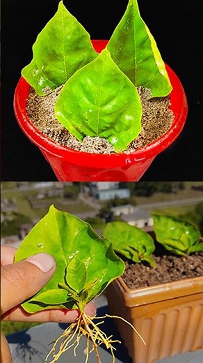 How to grow bougainvillea faster from leaves using onion | Easy and simple way 100%working /#reels