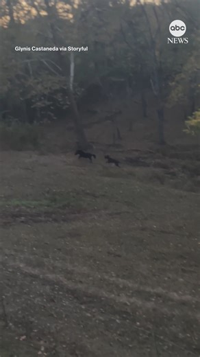 A Great Dane puppy and her mini horse friend zipped around a Kansas farm during a playful chase. https://abcnews.visitlink.me/yGV92F | ABC News