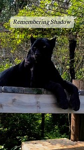 30K views · 4K reactions | Remembering Shadow— we will keep our hearts full with the memories and moments you gave us 懶 | Wildcat Sanctuary | Facebook
