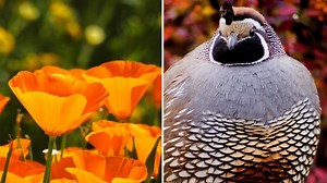 California State Bird and Flower - Foreign USA