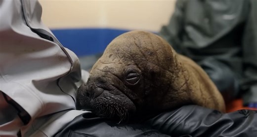Orphaned Baby Walruses Get Love, Care, and a Second Chance at Special Alaska Center