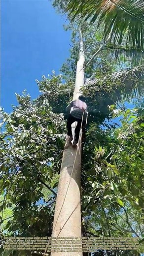 Hooking the Heights: How Steel Spurs Conquer the Canopy