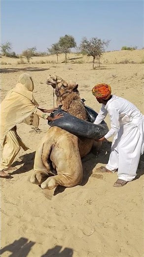 لن تصدق ماذا حدث أثناء محاولة إنزال الأنبوب من ظهر الجمل