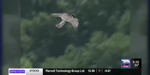 Peregrine falcon nesting closes some Vermont cliff areas