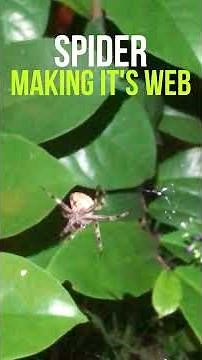 Watch How This Spider Builds Its Web!