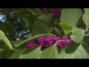 American beautyberry, beautiful native plant for the fall