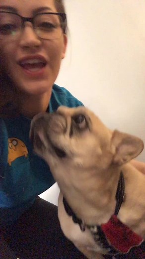 My handicapped french bulldog, Darwin. ❤️ #frenchbulldog #frenchie #dog #adorable #handicapable #petlover #dogsoftiktok #fyp #everydayheroes #MMMDrop