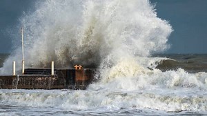 Impact of Hurricanes on Marine Wildlife