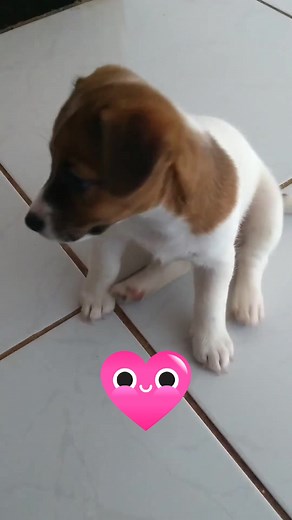 59K views · 2.7K reactions | Cute baby  #jackrussellpuppy #jackrussellterrier #jackrussellms #jackrussellmoments #jackrussell #perros #dogs #happy | Jack Russell MS | Facebook