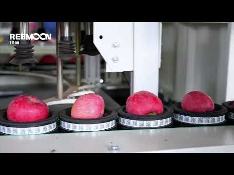 Reemoon Apple Sorting Line